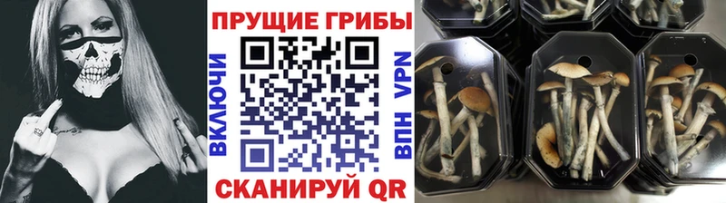 где купить   Жирновск  Галлюциногенные грибы Psilocybe 